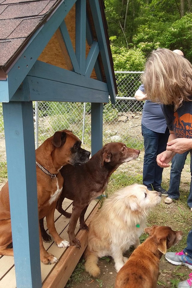 Contact - Shep's Place Senior Dog Sanctuary